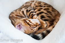 Bengal Katze rosetted